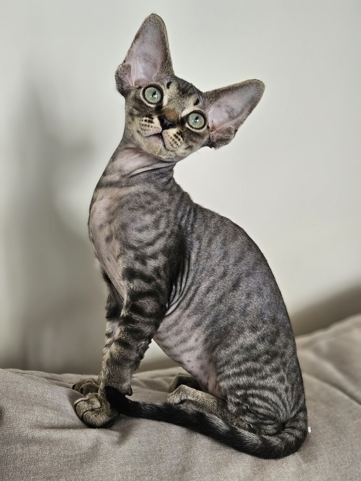 Cookie kocurek Devon rex