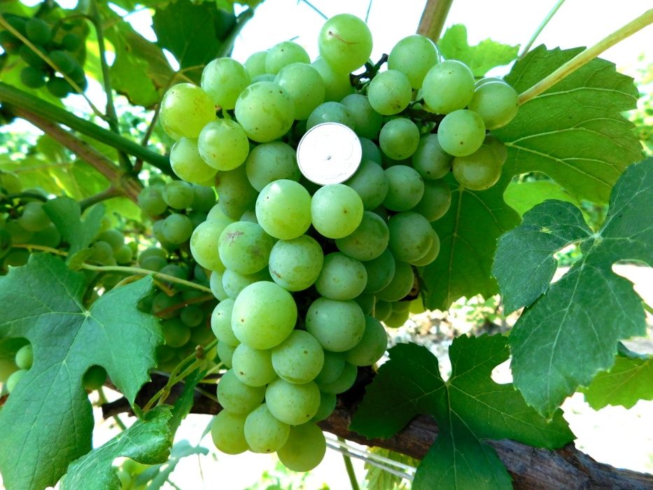 Winogrona sadzonki