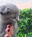 Gatinhos schottish fold
