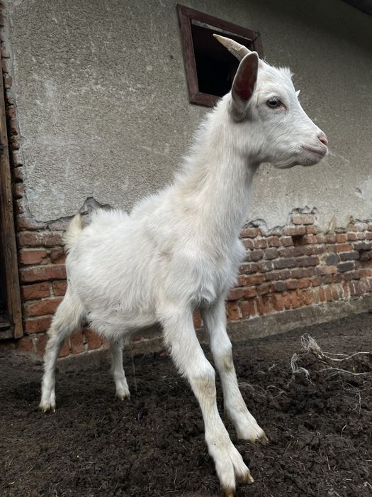 Чистокровний Зааненський козлик, козел