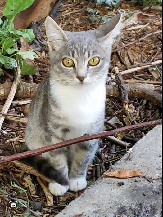 Котята бесплатно .