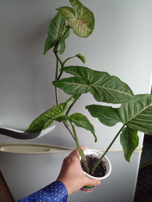 Сингониум Конфетти триколор.