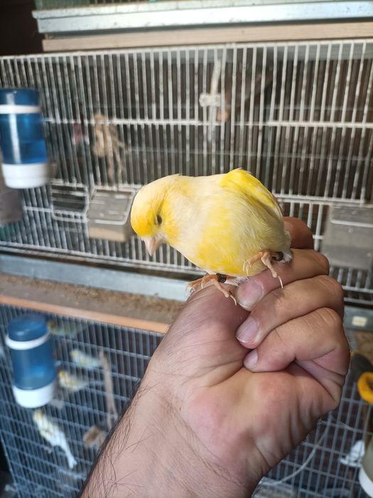 Canários várias raças