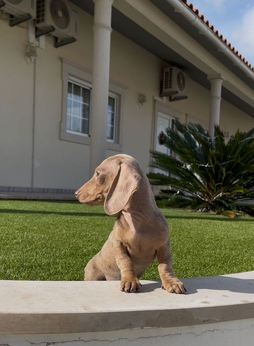 Arlequim isabella teckel fêmea