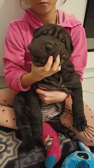 Shar Pei z rodowodem
