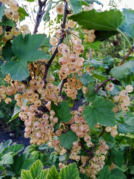 Порічка жовта, 100 грн кущ