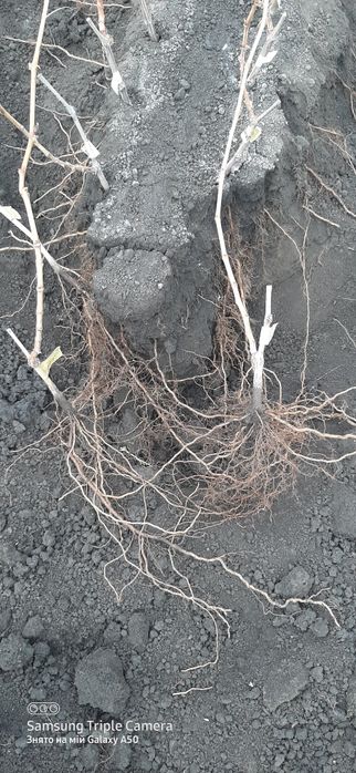 Саджанці виноградні. Виноград. Набір ЗЗВ. Акція Жовтень