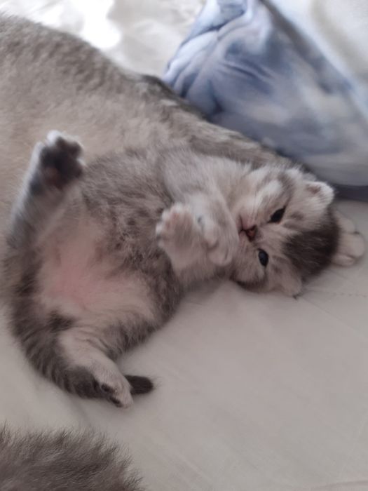 British  Shorthair Golden e silver