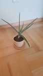 Aloes kwiat żywy + doniczka ceramiczna  z podstawkiem