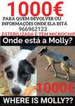 Cão roubado Dá-se recompensa