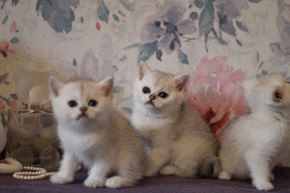 Детки серебристая шиншилла