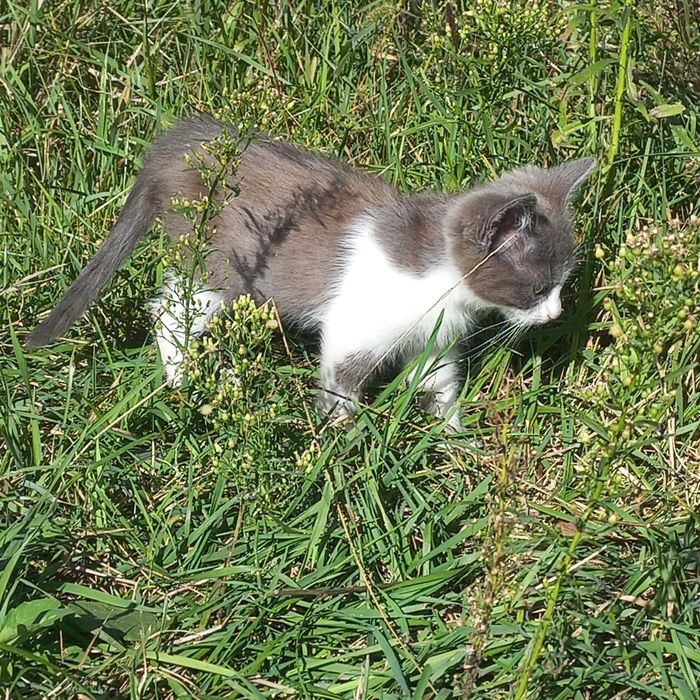 Котик в добрі руки