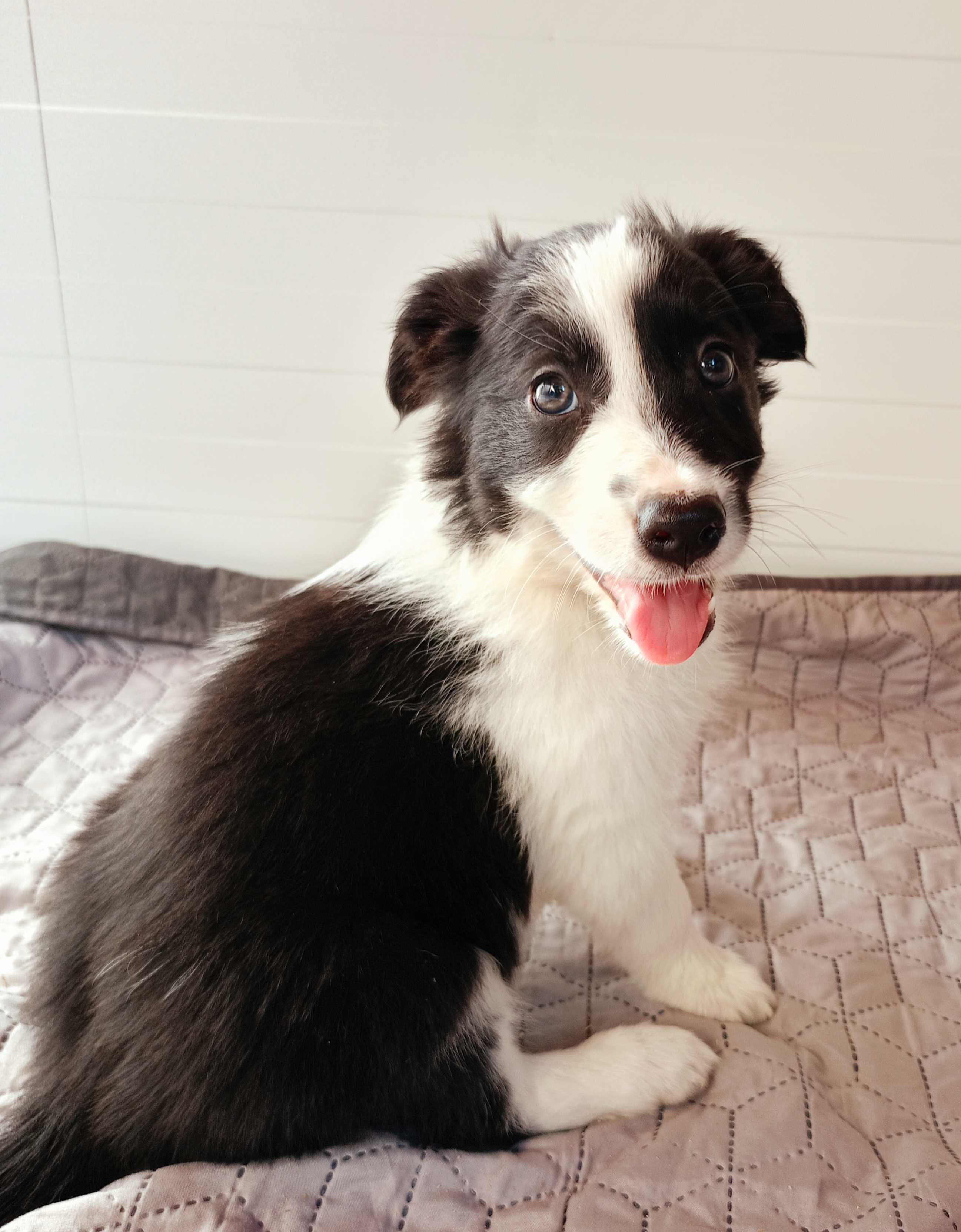 Border Collie piesek