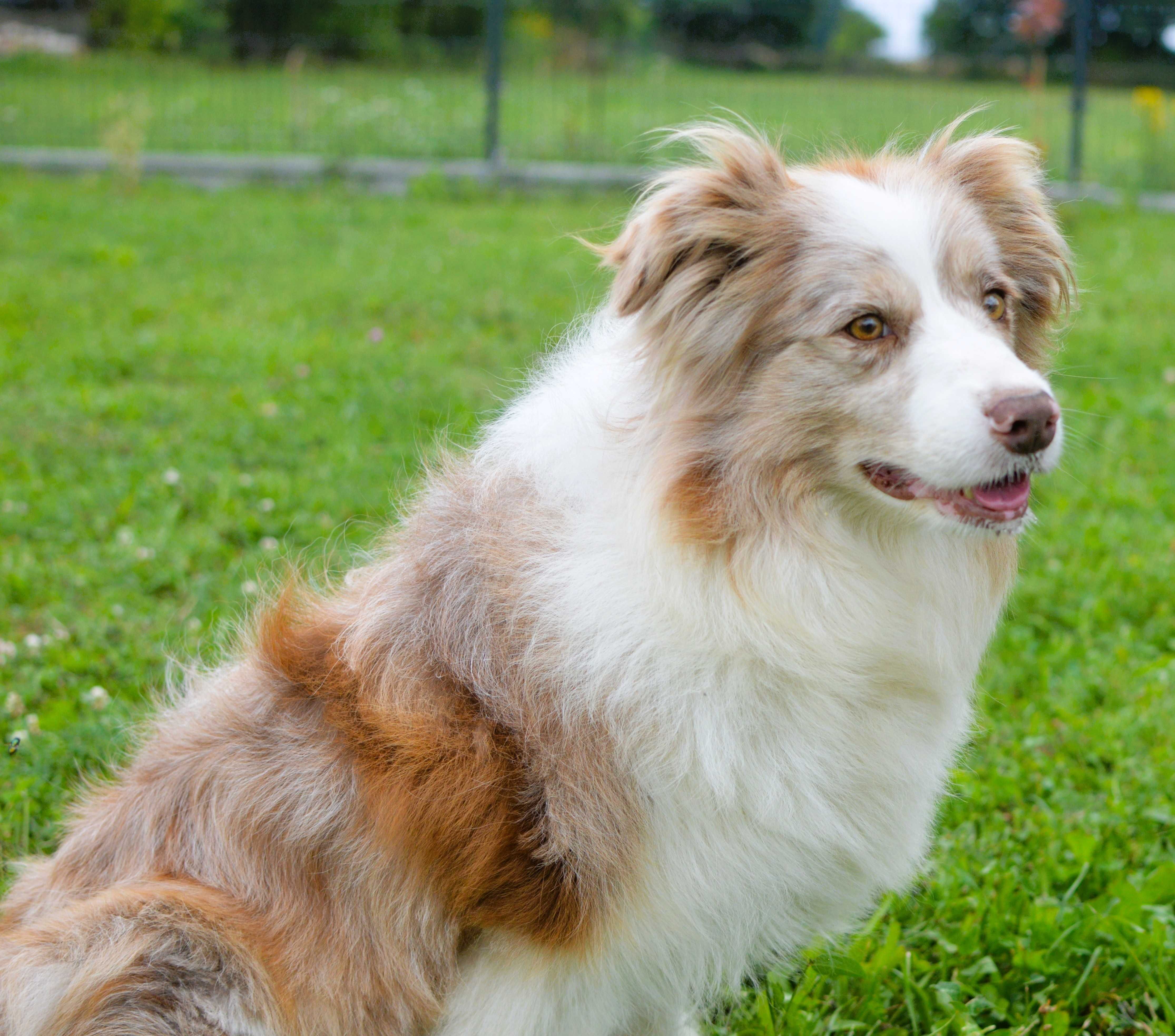 Piesek Border Collie ZKwP / FCI niebieski