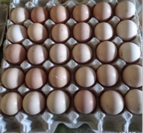 Інкубаційні яйця Мастер Грей