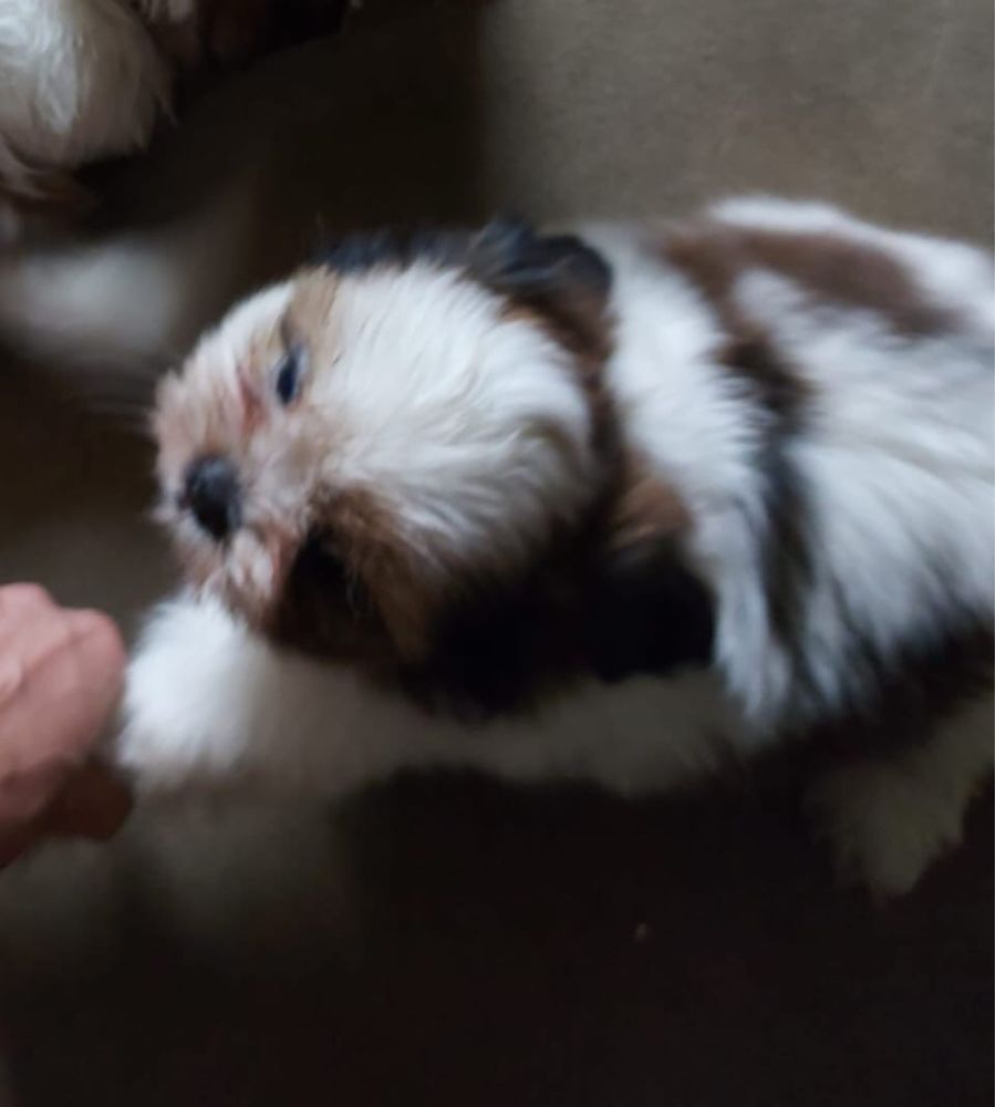Shi-tzu super top   femea excelente