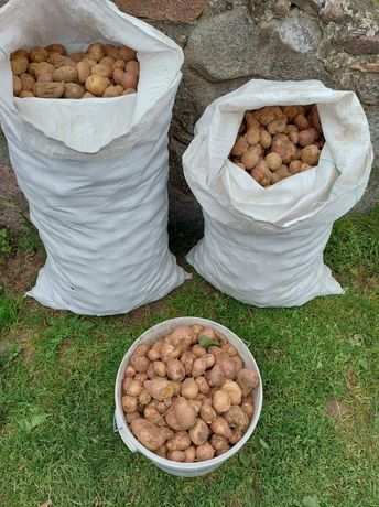 Ziemniaki drobne paszowe