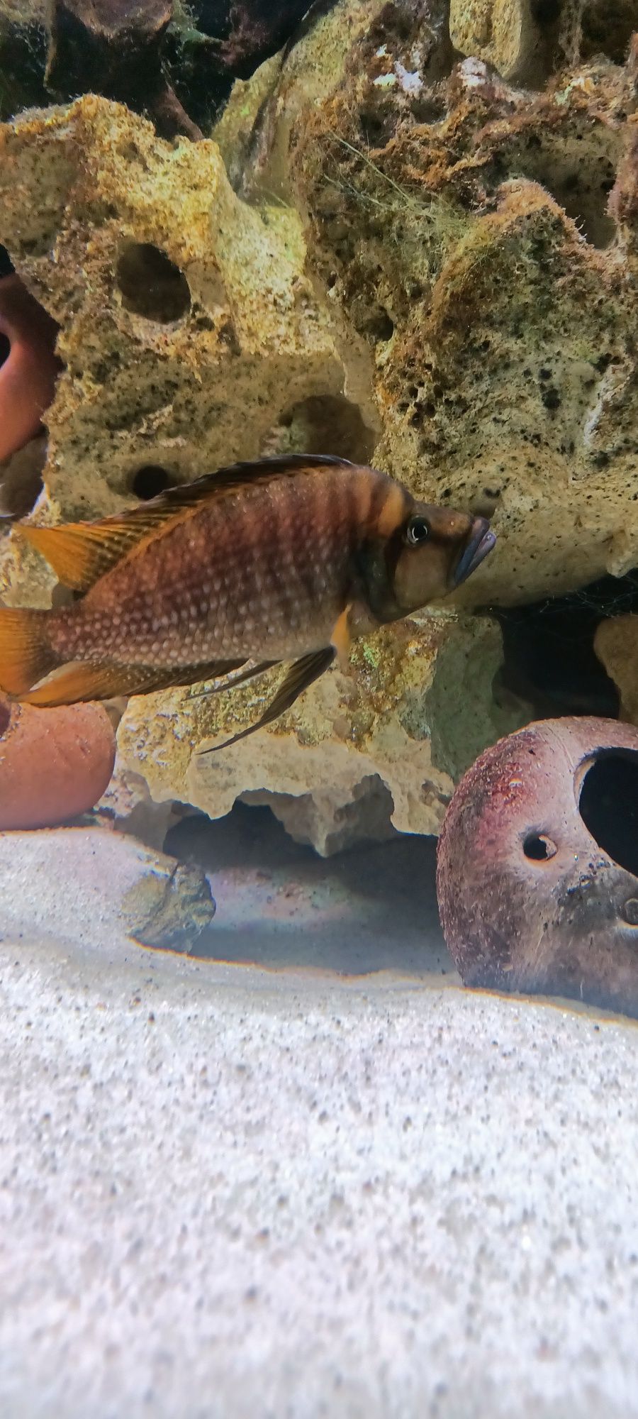 Altolamprologus compressiceps fire fin tanganika 1