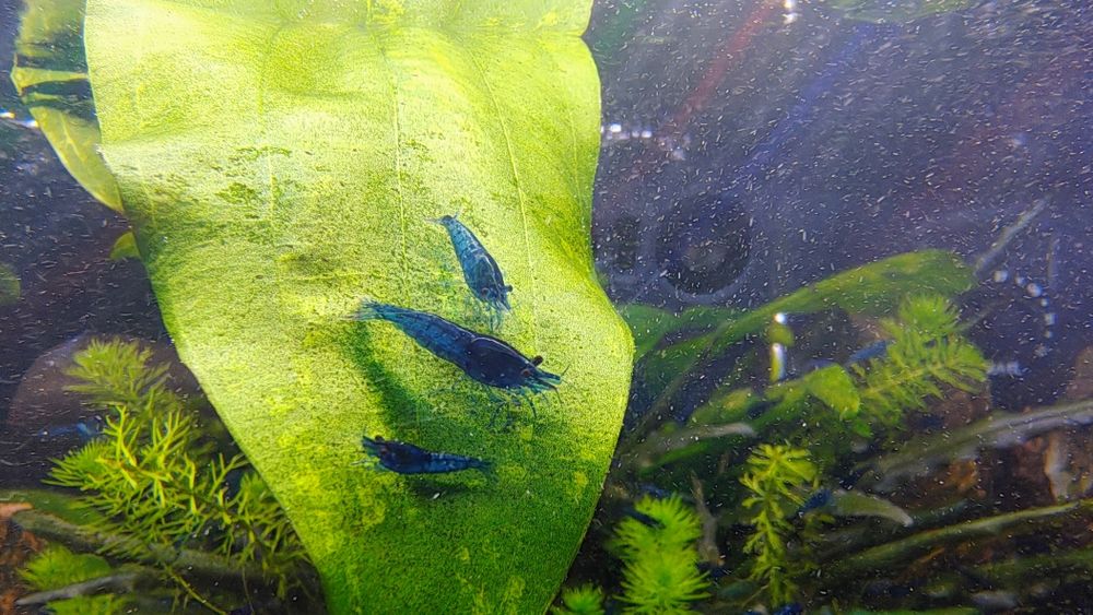 Krewetki caridina blue Velvet