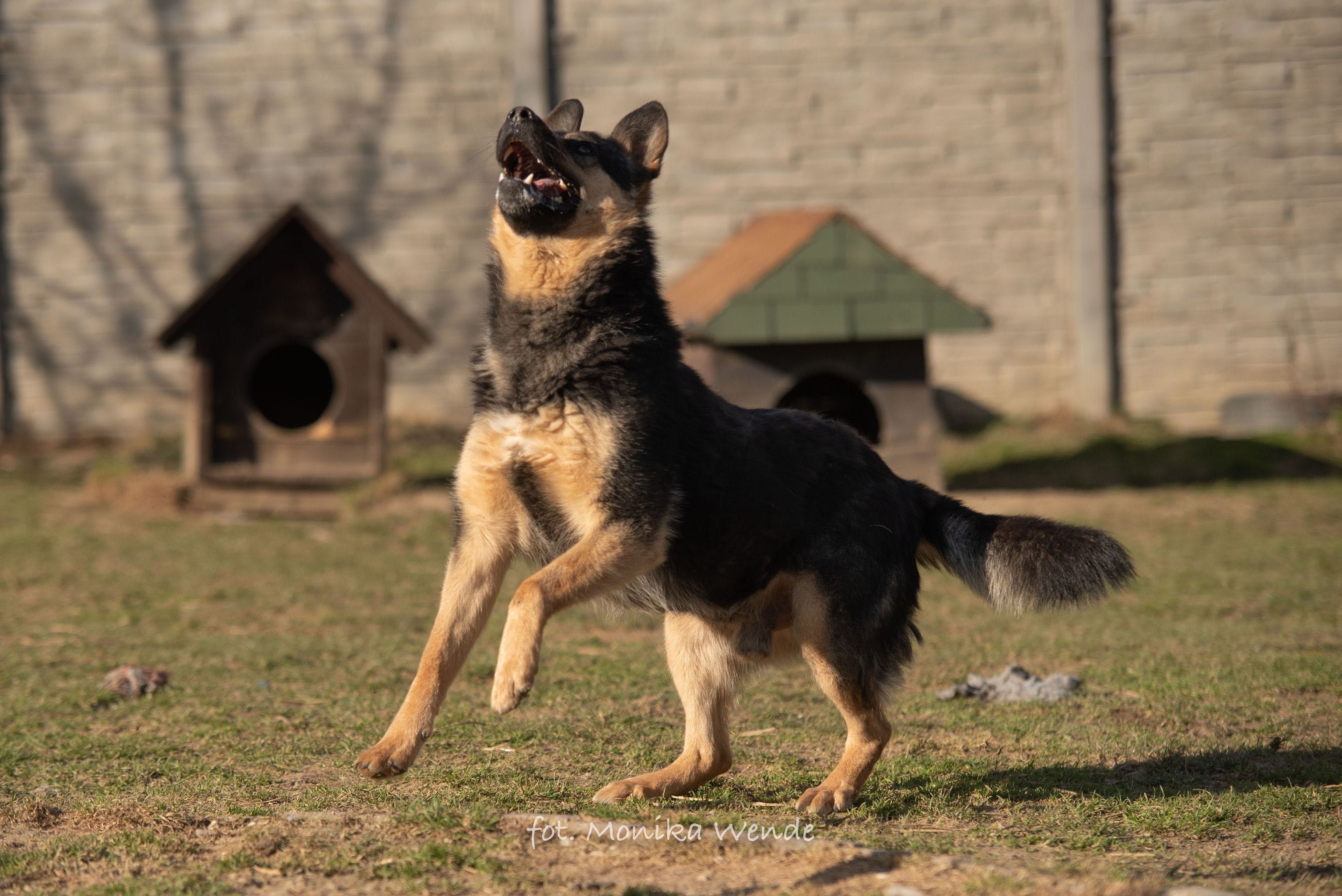 Szarik duży młody pies owczarek niemiecki szuka kochającego domu