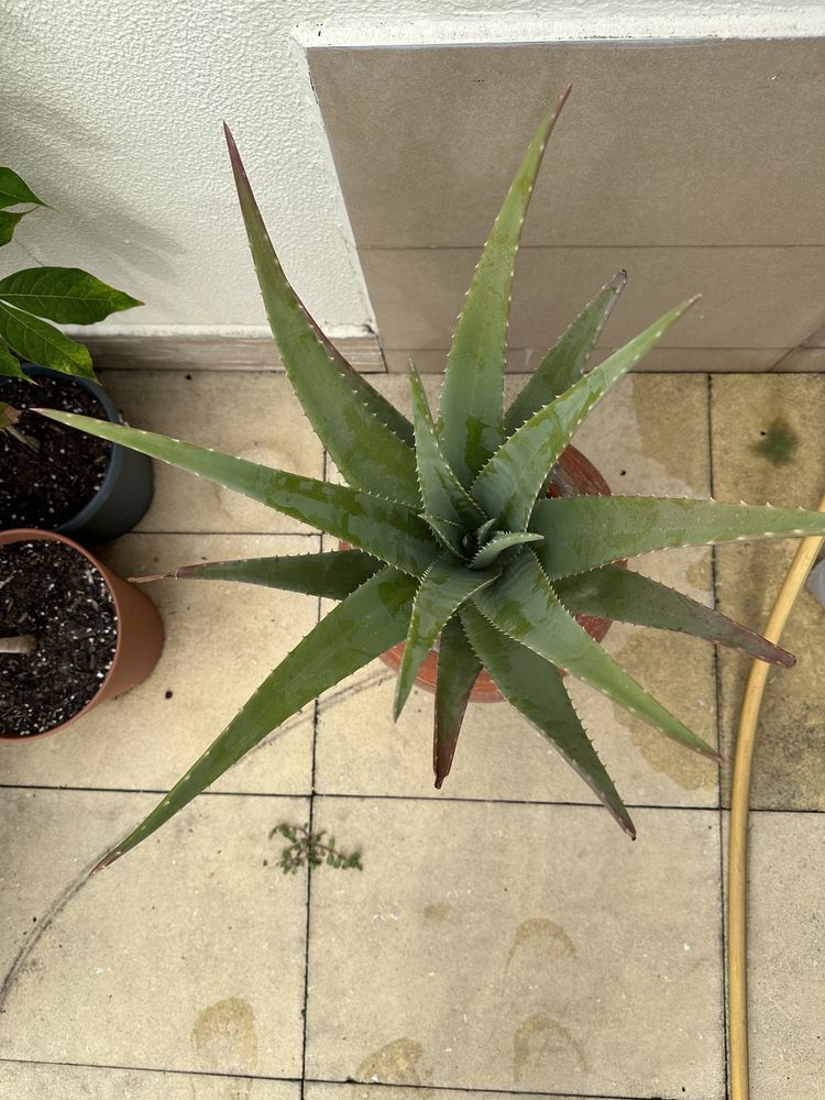 Planta Aloe Vera em pote de barro