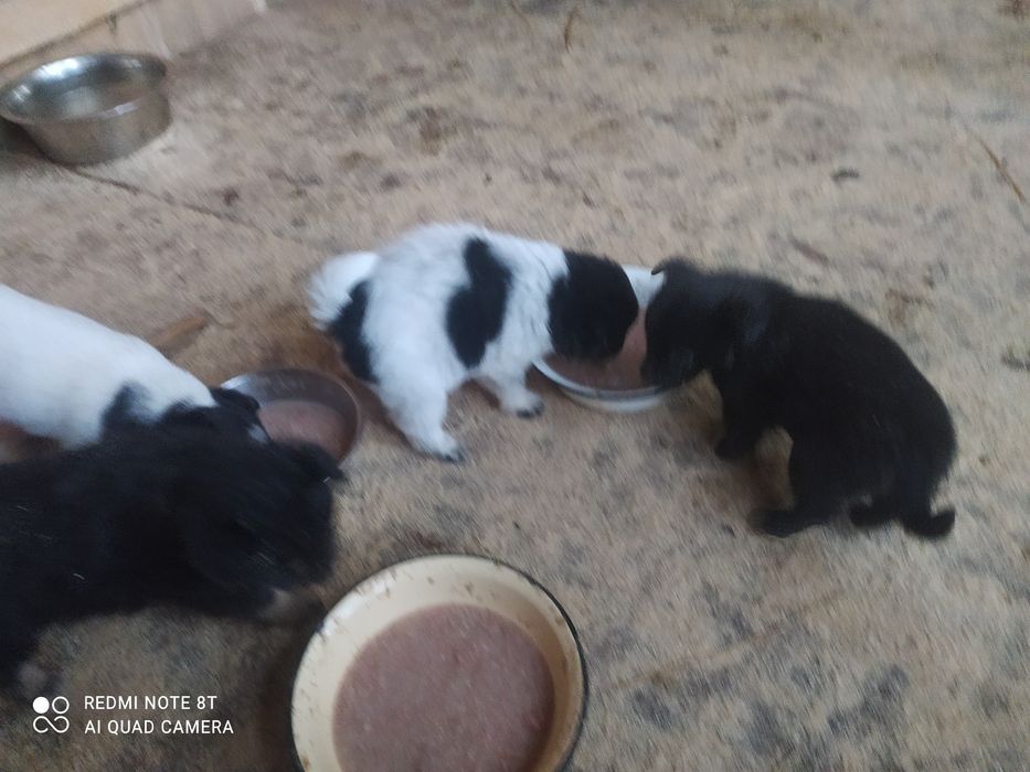 Віддам в добрі руки