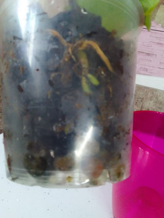 Продам орхидею из домашней коллекции.