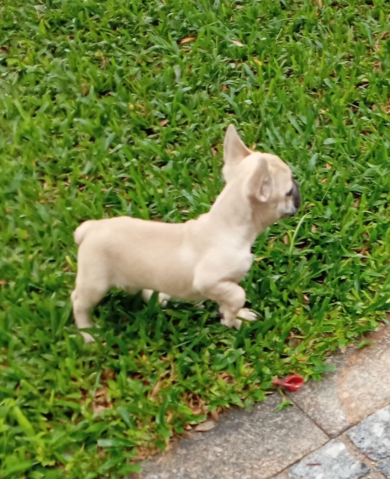Bulldog Francês fêmea disponível