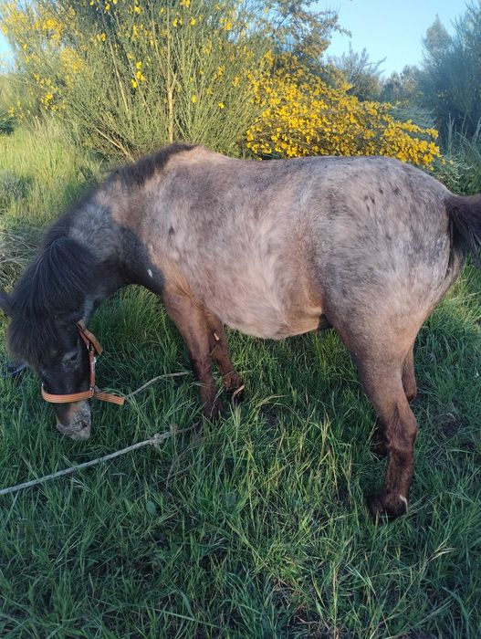 Ponei fêmea Appaloosa prenha