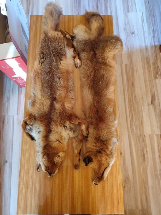 Skóry z lisa, futra z lisa