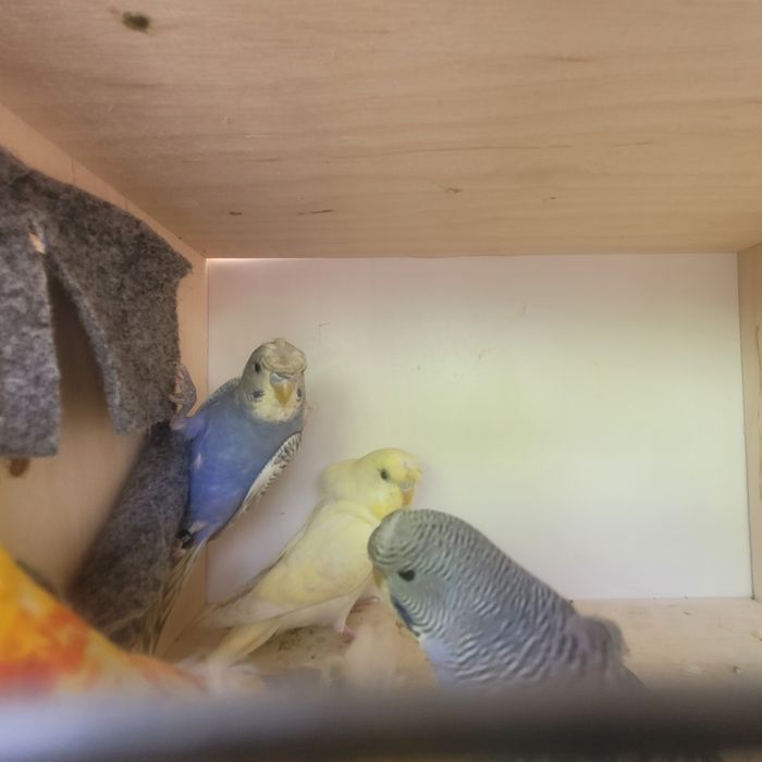 Faliste helikopter 1f