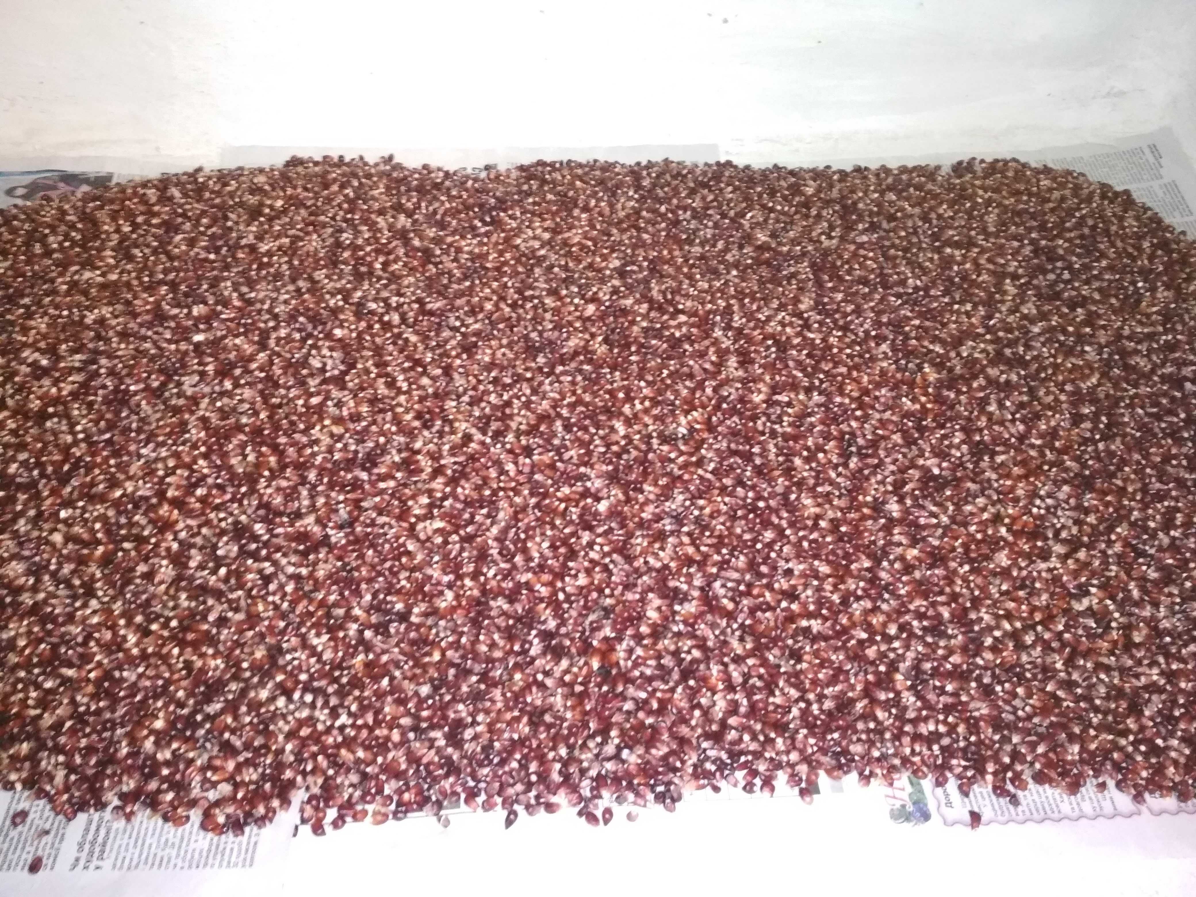 Продам зерно для попкорна