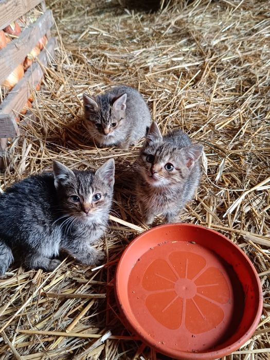 Oddam kotki w dobre ręce