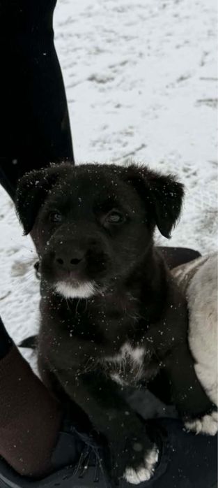 Oddam szczeniaka w dobre ręce