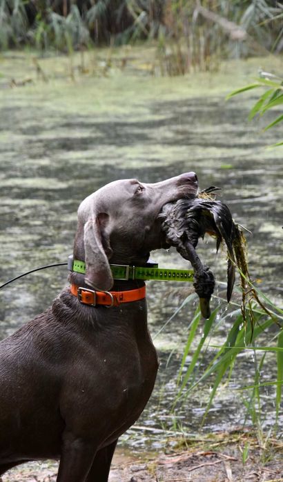 Wyżeł Weimarski - szczenię - piesek ZKwP FCI