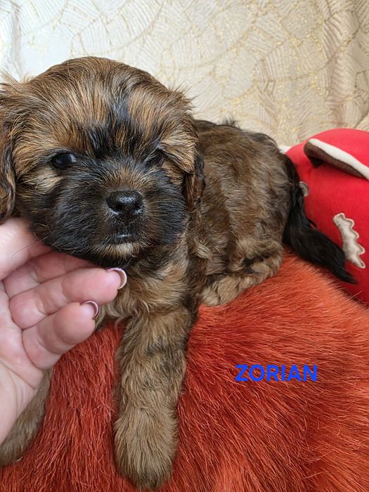 SHIHPOO śliczny chłopczyk