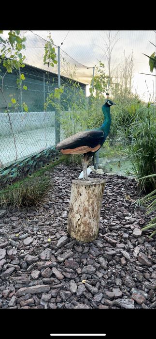 Casal - Pavões spalding (Pavo cristatus X Pavo muticus)