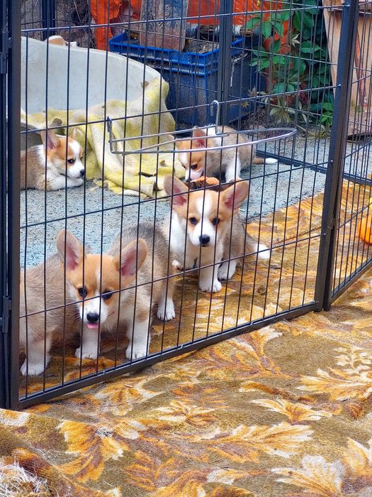 Цуценята вельш коргі пемброк