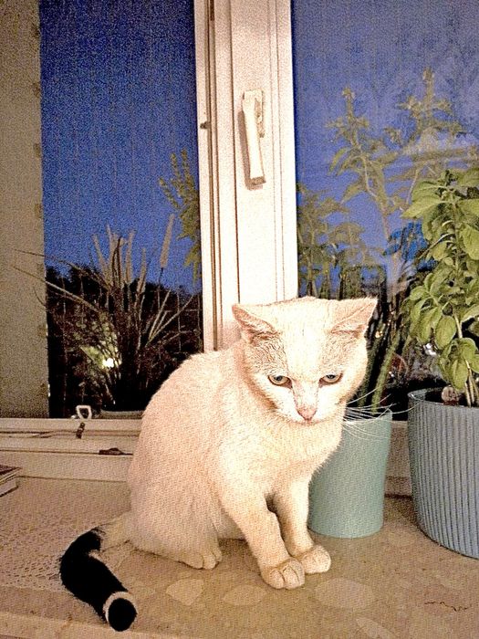 Śnieżynek do adopcji