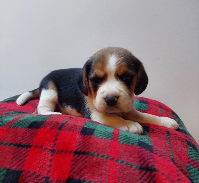 Szczeniak rasy beagle śliczna suczka