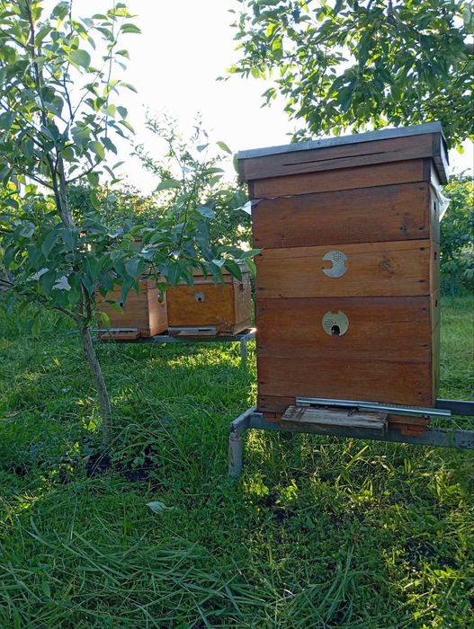 Продам 4 вулики.