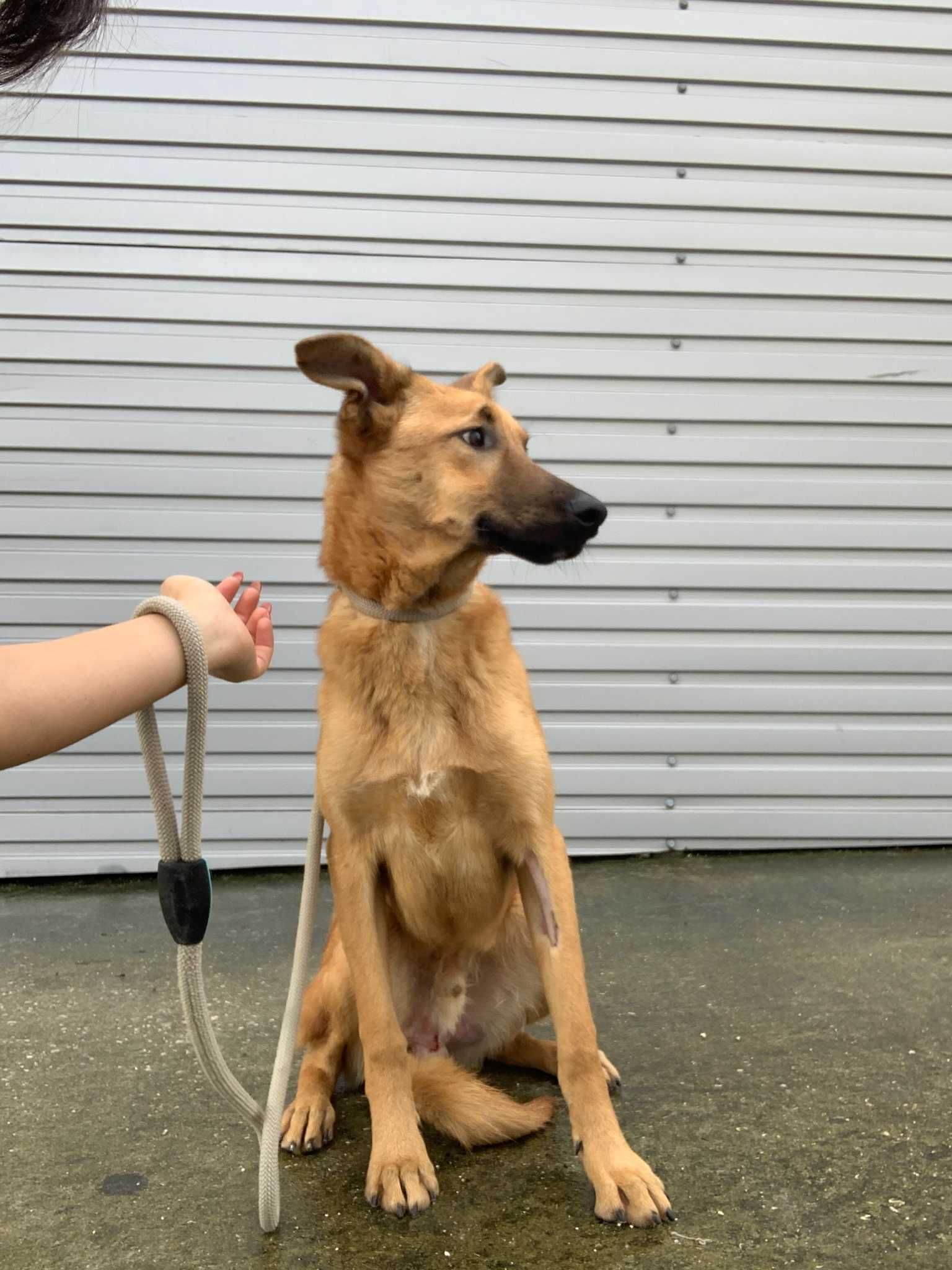 Cachorro Porte Médio (15kg) Para Adoção (Claus)