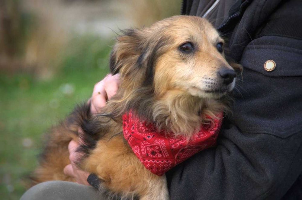 Malutki niewidomy piesek Kapi szuka domu na zawsze!