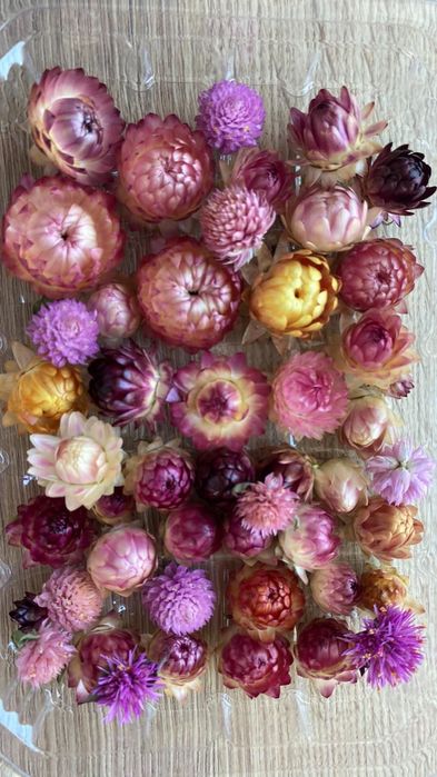 Сухоцвіт квіти Геліхризум, збір 2025