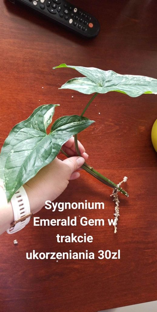Kwiat Sygnonium Emerald Gem
