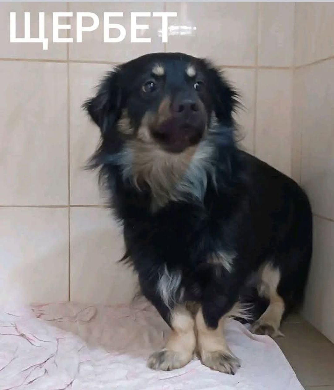 Маленькие собачки хотят в семьи