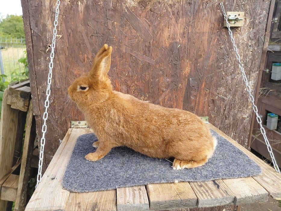 nowozelandzki czerwony