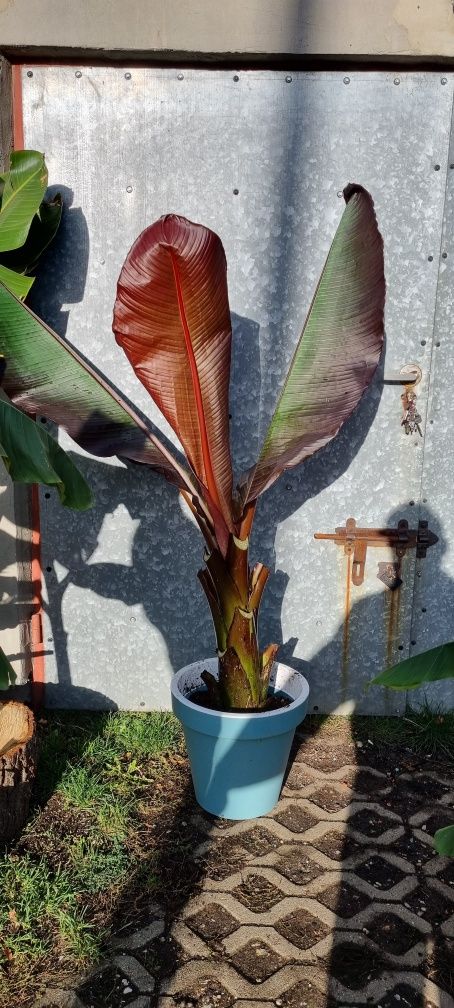 Palma trachycarpus fortunei  bananowiec basjoo oraz maureli