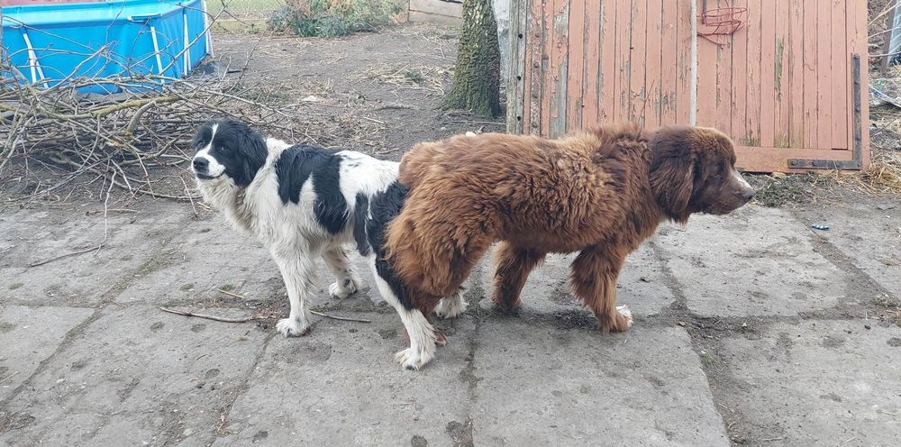 Nowofundland Landser