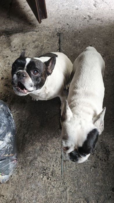 Французькі бульдоги в добрі руки